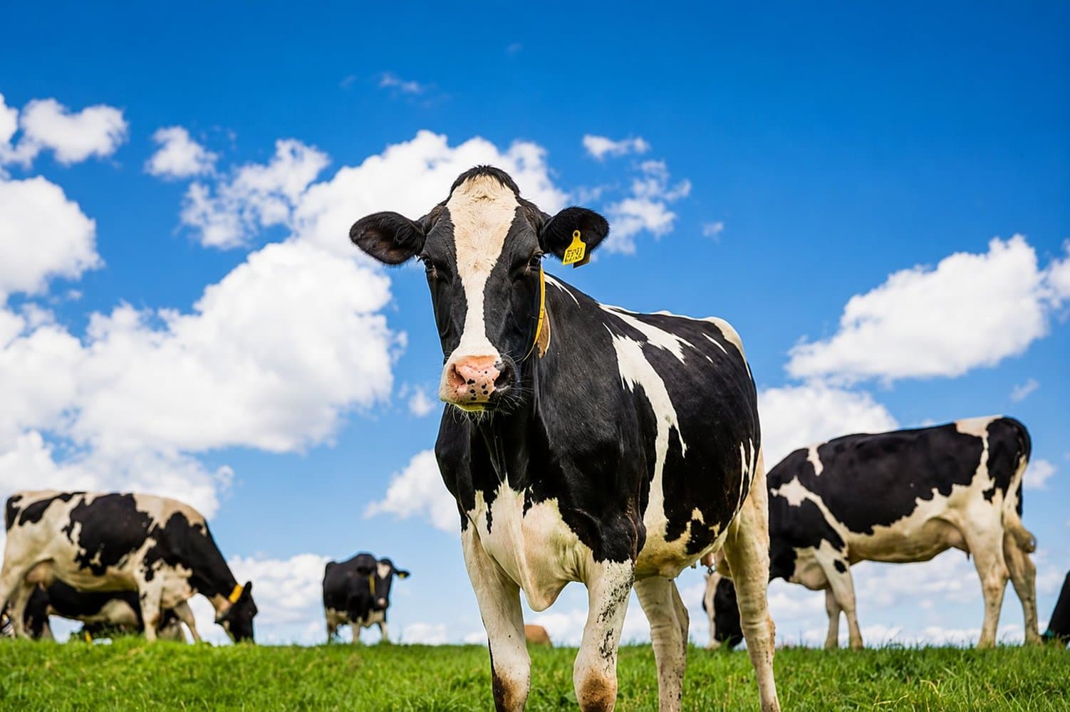 Dairy cattle in pasture